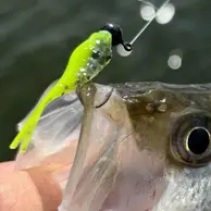 Crappie Slammers 15ct Mini Split Shad - Silver...