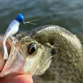 Crappie Slammers 15ct Mini Split Shad - Blue...