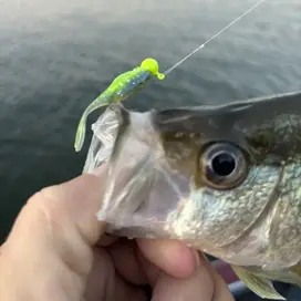 Crappie Slammers 15ct Mini Split Shad -...