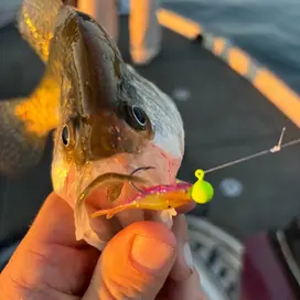 Crappie Slammers 15ct Mini Split Shad - Purple...
