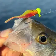 Crappie Slammers 15ct Mini Split Shad - Red...