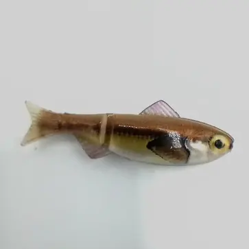 Head Hunter 1/8 Keystone Minnow 6pc - Dace