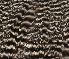 Hareline Hen Cape #176 Grizzly Natural