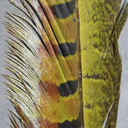 Hareline Ringneck Pheas. Tail Feathers Olive #263