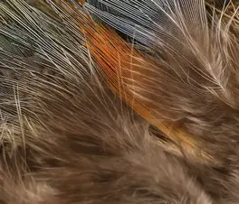 Hareline Strung Ringneck Rump Feathers Natural...