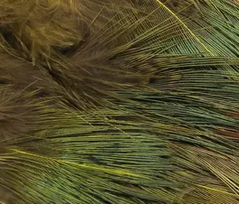 Hareline Strung Ringneck Rump Feathers Olive #263