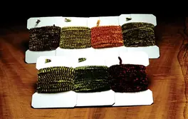 Hareline Variegated Chenille Medium...