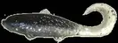 Luck "E" Strike 2" Swim N Minnow Black Comet 25pk
