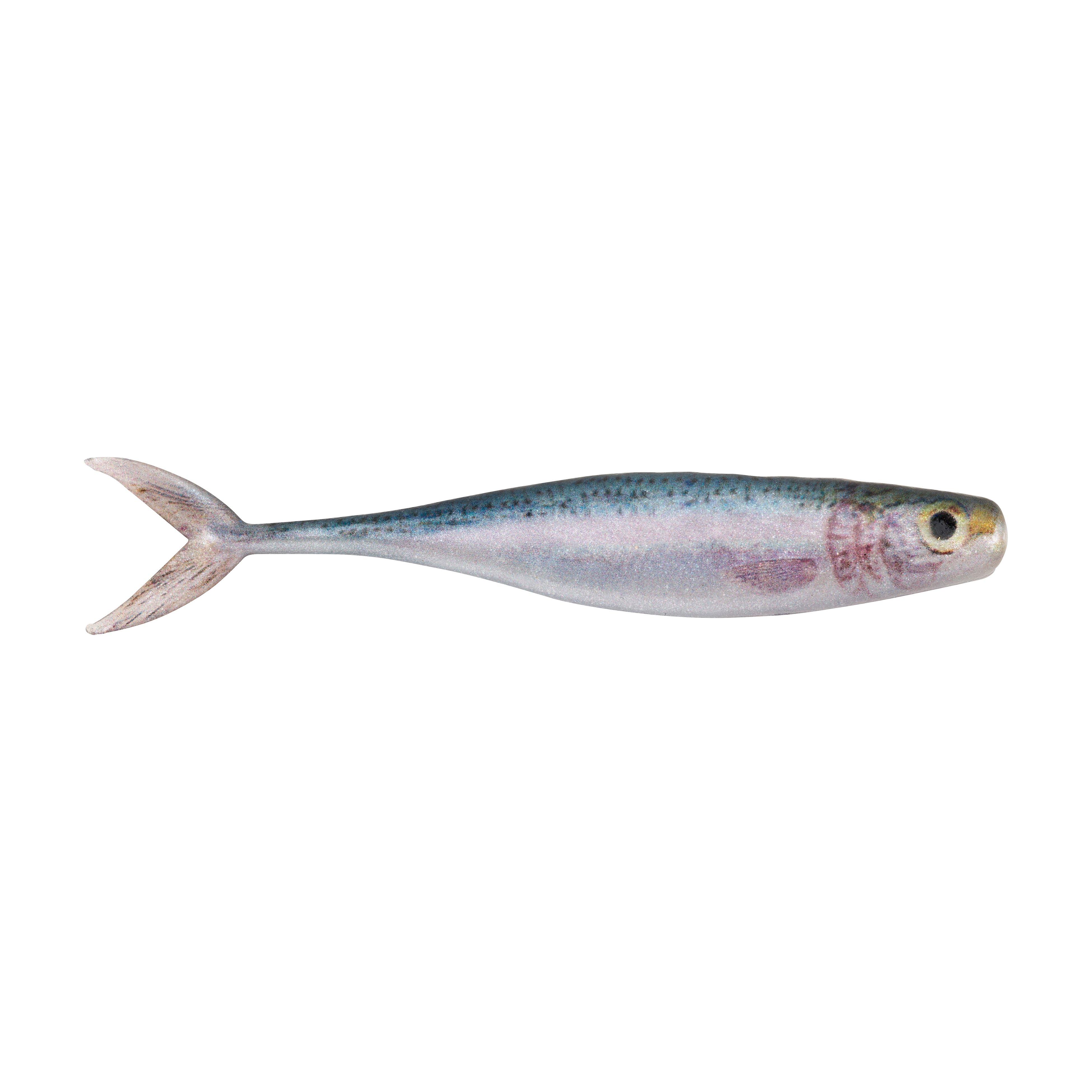 Minnows category image